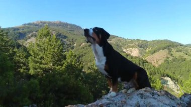 Bir Entlebucher Dağ Köpeği gerçek bir dağ köpeği gibi yüksek bir kayanın üzerinde poz verir.
