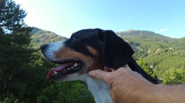 Bir Entlebucher Dağ Köpeği, sahibiyle dağlarda oturur.