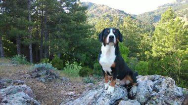 Entlebucher Dağı Köpeği. Dağlardan daha iyi olan tek şey dağlardır.