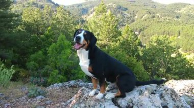 Entlebucher Dağ Köpeği nazik ve nazik bir köpektir.!
