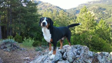 Entlebucher Dağ Köpeği sadece bir güzellik.!