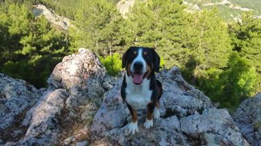 Entlebucher Dağ Köpeği sadece bir güzellik.!
