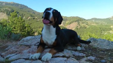 Entlebucher Dağ Köpeği sıcak bir günde serin taşlara uzanmayı sever..