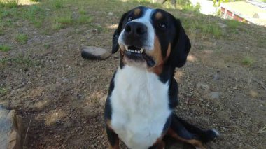 Entlebucher Dağ Köpeği daha iyi kokmak için burnunu yalıyor.!