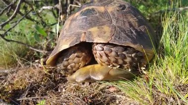 Kaplumbağalar özellikle ilkbahar ve yaz aylarında Türkiye dağlarında sık sık bulunurlar..