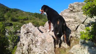 Bir Entlebucher Dağ Köpeği ilginç bir şey bulmak için yüksek bir uçurumdan çevreyi araştırır.!