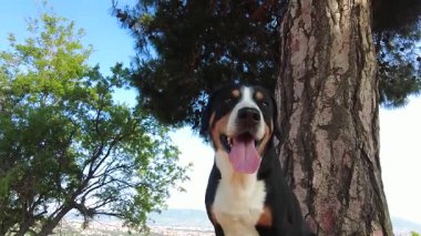Entlebucher Dağ Köpeği, gerçek bir dağ köpeği gibi, yükseklerde oturmayı ve sahibine bakmayı sever..