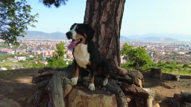 Entlebucher Dağ Köpeği, gerçek bir dağ köpeği gibi, yükseklerde oturmayı sever.