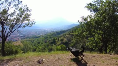 Entlebucher Dağ Köpeği, yaz sabahlarının erken saatlerinde dik yamaçlarda koşmayı sever.!