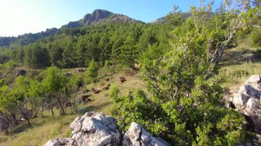 Bir yaz sabahı keçiler Türkiye 'nin dağlık yamaçlarında otluyor.