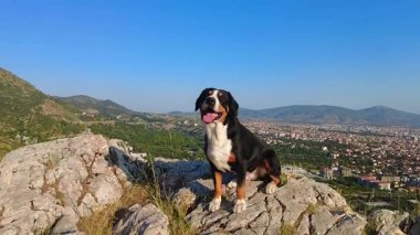 Entlebucher Dağı Köpeği formda kalmak için sabahın erken saatlerinde dağlarda güneşlenir.!