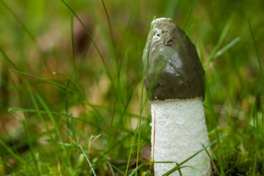 Stinkhorn Mantarı ya da Phallus Dipudicus 'un doğal ortamında çekilmiş ayrıntılı fotoğrafı. Kapak koyu, zeytin yeşili bir sümükle kaplanmış ve küçük beyaz bir yüzükle taçlandırılmış. Çürümüş et gibi kokuyor..