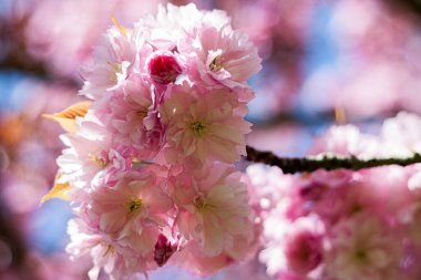 Pembe kiraz çiçeklerinin tamamen açılmış güzel dalları bahar mevsiminde parkta Sakura çiçekleri, Flora desenli desenler.