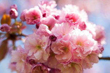Mavi gökyüzünün altındaki ağaçta çiçek açan pembe kiraz çiçeklerinin güzel dalları, bahar mevsiminde güzel Sakura çiçekleri, Flora desenli desen, doğa çiçekli arka plan..