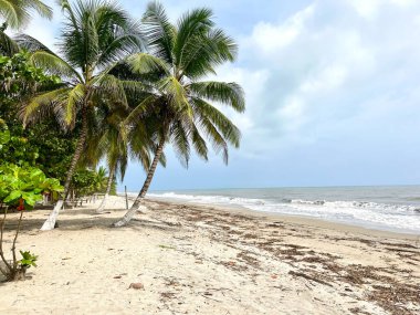 Palomino, La Guajira, Kolombiya 'da Palmiyeli Serene Beachscape: Kolombiya' da Doğanın ve Huzurun Tropikal Bahçesi
