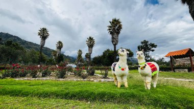 Geleneksel Peru tarzı ve güneş gözlükleriyle süslenmiş alpakalar. Dost canlısı ve Peru 'da turistle fotoğraf çektirmeye hazır.. 