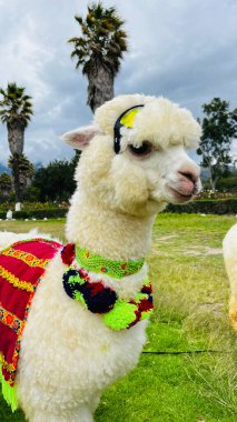 Geleneksel Peru tarzı ve güneş gözlükleriyle süslenmiş sevimli tüylü alpaka. Dost canlısı ve Peru 'da turistlerle fotoğraf çekmeye hazır. Fotoğraf halk parkında çekildi. Palmiyelerle çevrili.