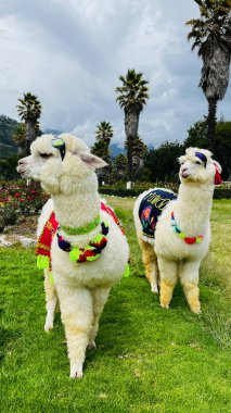 Geleneksel Peru stili ve güneş gözlükleriyle süslenmiş iki sevimli tüylü alpaka. Dost canlısı ve Peru 'daki dağlarda turistlerle fotoğraf çekmeye hazır. Fotoğraf halk parkında çekildi. Palmiyeler, güller ve dağlarla çevrili.