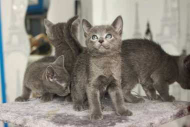 Oyunun ortasında kedi ağacının etrafında duran Rus Mavisi cinsinden dört sevimli bebek. Yavru kediler genç ve meraklıdırlar..