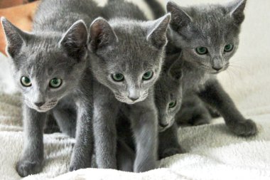 Rus Mavisi cinsinden üç sevimli kedi. Yavru kediler yaklaşık 4 aylık meraklı, tüylü, oyun oynayarak dünyayı keşfetmeye hazır.. 
