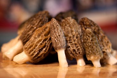 Morchella, gerçek mantar, özellikle Fransız mutfağında gurme aşçıların kullandığı yenilebilir mantarlardır. Ahşap kesim tahtasındaki ahmaklar pişirilmeye hazır. Adım adım hazırlanma