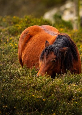 Vahşi at yoğun bitki örtüsüyle kısmen gizlenmiş, doğal yaşam alanına karışıyor. Doğada işlenmemiş ve evcilleşmemiş bir an..