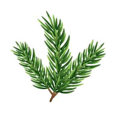 Noel ağacının üç dalı. Vektör çizimi. Düz biçim.