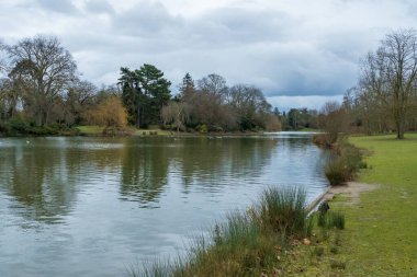 Bulutlu bir gökyüzünün altında uzanan dingin bir göl, ağaçların ve kıyı boyunca yemyeşil suların yansıdığı hafif dalgalarla aydınlanır. Doğa sükuneti davet eder.