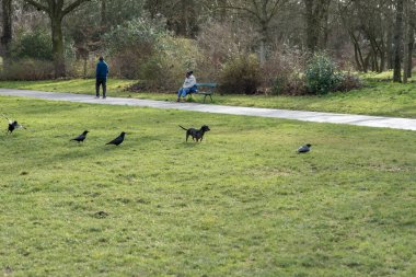 Canlı bir köpek, yemyeşil bir parkta kargaları kovalarken insanlar banklarda dinleniyor, sıcak kış güneşinin ve çevrelerindeki neşeli atmosferin tadını çıkarıyor..