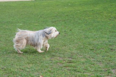 Uzun kürklü neşeli bir köpek yemyeşil bir parkın içinden geçiyor, ılık sonbahar güneşinin tadını çıkarırken kuyruğu hafif esintiyle sallanıyor..