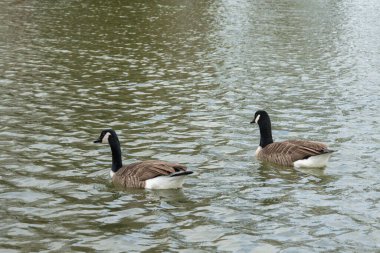 İki kaz sakin bir öğleden sonra, suyun yansıtıcı yüzeyi ve hafif dalgalarla çevrili sakin bir gölde zarifçe yüzer..