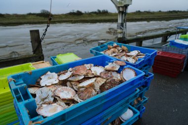 Workers sort freshly harvested scallops into bright crates at a dockside area on a cloudy morning, surrounded by scenic coastal marshlands. clipart