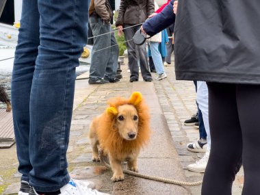 Aslan yelesi kostümü giyen küçük bir köpek sahibinin yanındaki kaldırımda dururken, diğer kostümlü katılımcılar liman boyundaki etkinliğin keyfini çıkarıyorlar..