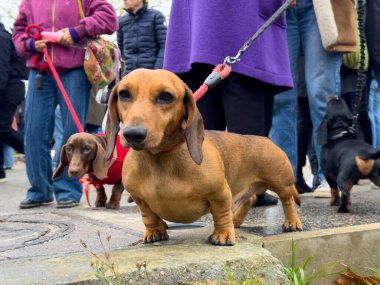 İki dachshund köpeği kalabalık bir kalabalığın arasına salınır, açık hava etkinliği sırasında kendilerine özgü uzun vücutlarını ve neşeli enerjilerini sergilerler..