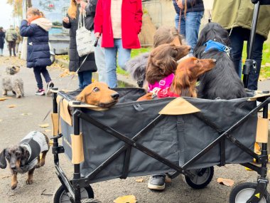 Dachshundlar da dahil olmak üzere bir köpek karışımı, insanlar parkta toplanırken bebek arabasında oturuyor. Sahne canlı, evcil hayvan sahipleri arasındaki arkadaşlığın sevincini gösteriyor..