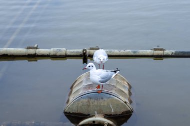 İki martı bir şamandıranın üzerinde duruyor, sakin gölü yansıtırken huzurlu bir anın tadını çıkarıyorlar. Ayar, yumuşak ışıklandırmada huzurlu bir doğal ortam gösteriyor..
