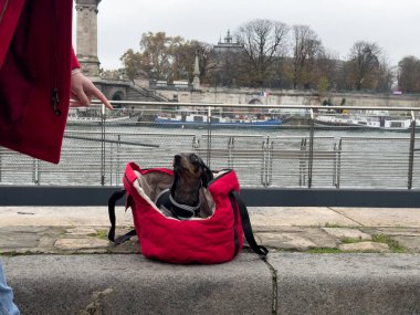 Küçük bir köpek nehir kenarındaki taş bir çıkıntıda otururken kırmızı bir çantadan dışarı bakar. Yakınlarda, bir insan köpekle etkileşime girer ve bulutlu bir günde sıcak bir atmosfer yaratır..