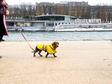 Paris 'te nehir kenarında gezen küçük bir köpek, üzerinde parlak sarı bir yağmurluk vardı. Hava bulutlu, evcil hayvanların neşeli tavırlarını vurguluyor..