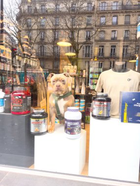 Paris, Fransa - 25.12.2024 Bir köpek vitrine tünemiş, çeşitli spor malzemeleri ile çevrili. Şehir merkezindeki işlek bir caddede yürüyen yayaları seyrediyor, canlılık sergiliyorlar.