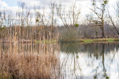 Sakin sular, tomurcuklanan ağaçlar ve sulak araziyi çevreleyen uzun otlar, ilkbaharın erken dönemlerindeki sükunetin huzur dolu özünü somutlaştırırken, bir ayna etkisi yaratır..