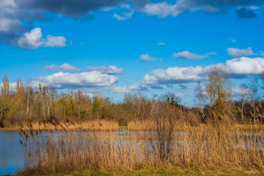Suyun üzerinde hafif dalgalar dans ediyor. Sazlıklar zarif bir şekilde mavi gökyüzünün altında sallanıyor. Hayat ve renkle dolu huzurlu bir manzara yaratıyor..