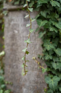 Narin bir sarmaşık filizleri eski gri bir taş duvardan sarkıyor, yemyeşil yapraklarla sarmalanmış, sakin bir günde nazik doğal ışıkla yıkanmış..