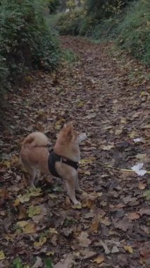 Meraklı bir köpek, Bois de Vincennes 'in sakin patikalarında geziniyor, Paris' te canlı sonbahar yaprakları ve doğanın güzelliği ile çevrili..