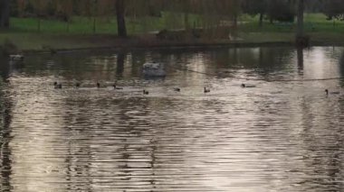 Ördekler Paris, Bois de Vincennes 'deki bir gölün sakin sularında sorunsuzca süzülürken günbatımının altın renkleri yüzeye yansıyarak huzurlu bir an yaratıyor..