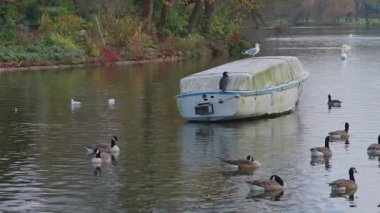 Bois de Vincennes 'in huzurlu atmosferinin tadını çıkarın. Sonbaharda Paris' in doğal güzelliklerinin ortasında yıpranmış bir tekne dinlenirken kazlar huzurlu sularda süzülüyor..