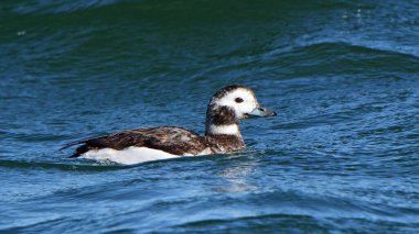 Mavi dalgalı suda yüzen uzun kuyruklu bir ördek.