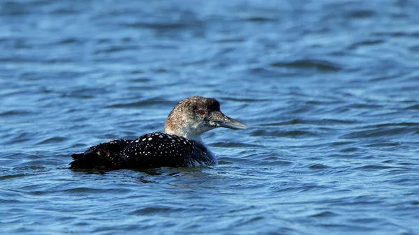 Одна Гавань Common Плавает Голубой Воде Глядя Прямо — стоковое фото