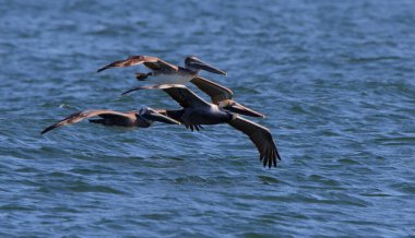 Mavi dalgalı bir okyanusun üzerinde uçan üç kahverengi pelikan.