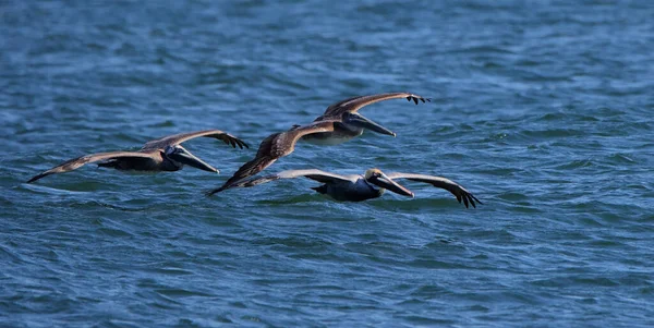 Τρεις Καφετί Πελεκάνοι Πετούν Πάνω Από Ένα Μπλε Κυματιστό Ωκεανό — Φωτογραφία Αρχείου