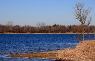 Arka planda mavi bir göl bulunan tek başına bir ağaç kabarcıkların ortasında duruyor..